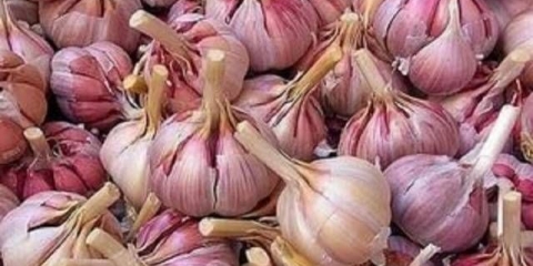 Kako čuvati zimski beli luk kod kuće